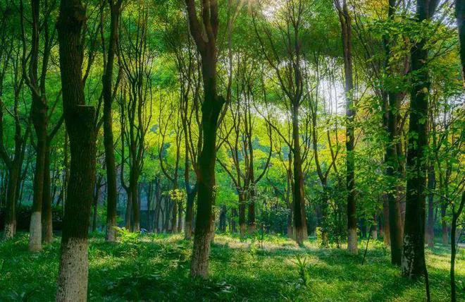 中鹰黑森林(上海普陀)2024楼盘评测_中鹰黑森林最新价格配套户型(图2)