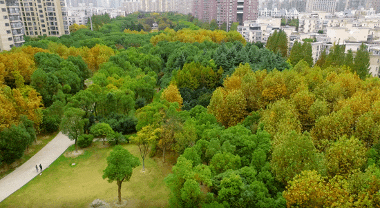 中鹰黑森林(上海普陀)2024楼盘评测_中鹰黑森林最新价格配套户型(图4)