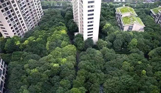 中鹰黑森林(上海普陀)2024楼盘评测_中鹰黑森林最新价格配套户型(图5)