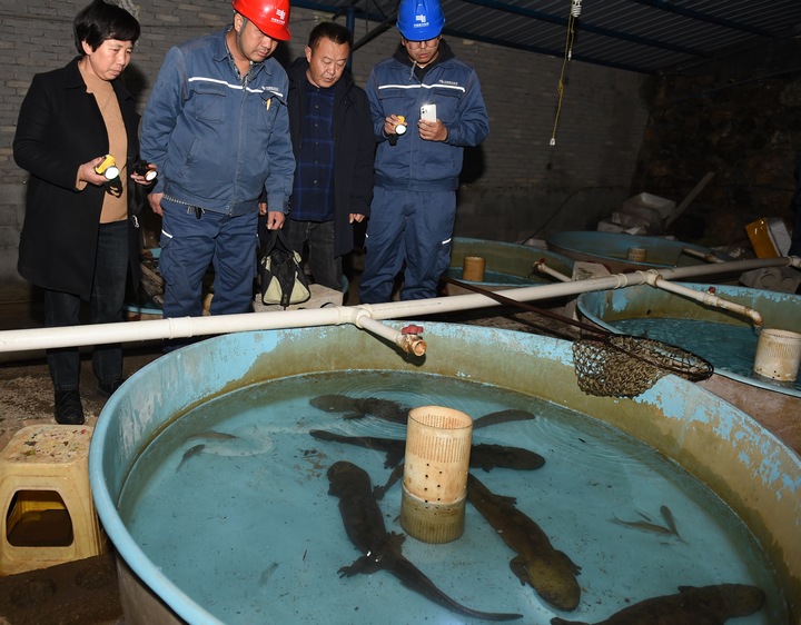 赫章县六曲河镇：可靠电力助大鲵“游出”致富路(图2)