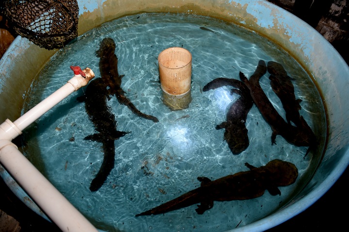 赫章县六曲河镇：可靠电力助大鲵“游出”致富路