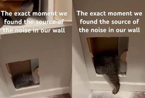 墙壁传怪声破墙看到一大坨灰毛伸出后腿救出受困猫…