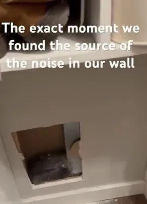 墙壁传怪声破墙看到一大坨灰毛伸出后腿救出受困猫…(图2)