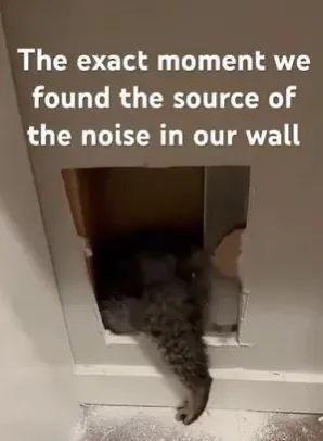 墙壁传怪声破墙看到一大坨灰毛伸出后腿救出受困猫…(图3)