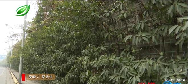 贵黄公路人行道上绿植“疯长”市政绿化科修剪“瘦身”