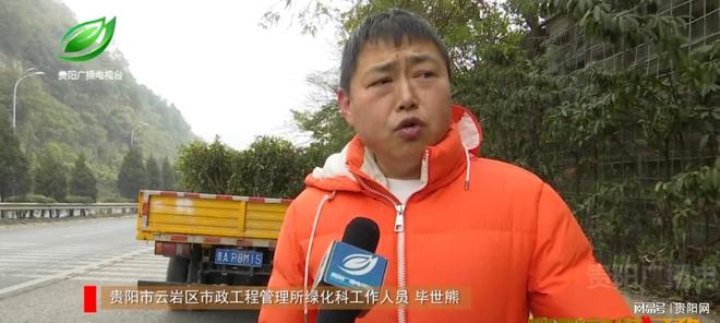 贵黄公路人行道上绿植“疯长”市政绿化科修剪“瘦身”(图3)