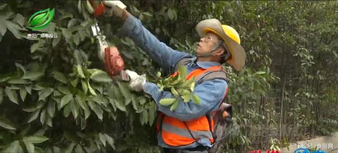 贵黄公路人行道上绿植“疯长”市政绿化科修剪“瘦身”(图4)