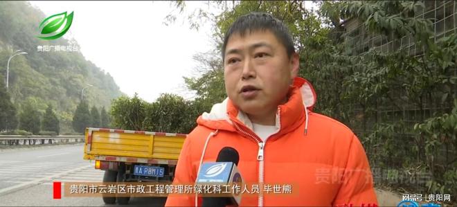 贵黄公路人行道上绿植“疯长”市政绿化科修剪“瘦身”(图5)