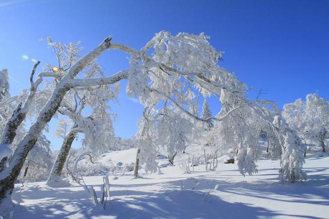现在去哈尔滨雪乡纯玩5天4晚路线天纯玩团行程(图2)