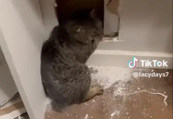 凌晨墙内传出吓人的怪响网友冒险破墙后竟是只猫！(图3)