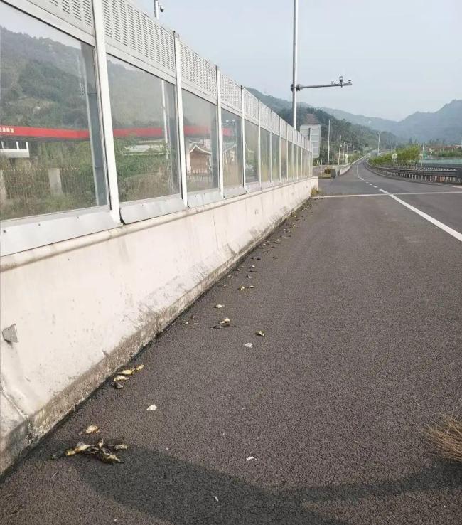 多只二级保护鸟撞死飞行中撞上高速路旁的透明隔音墙