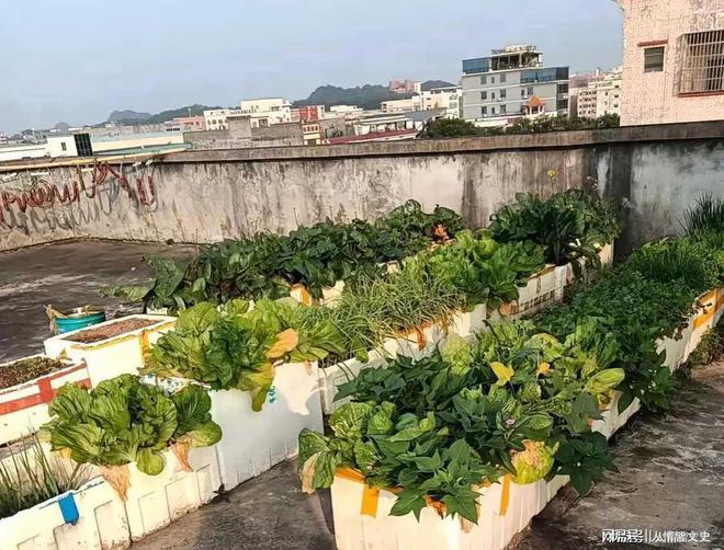 前房东走了只留下了他们种的菜。(图1)