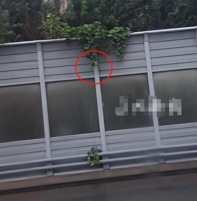 摘葫芦男“社会性死亡”:处罚曝光婚礼取消脸面和幸福都没了(图10)