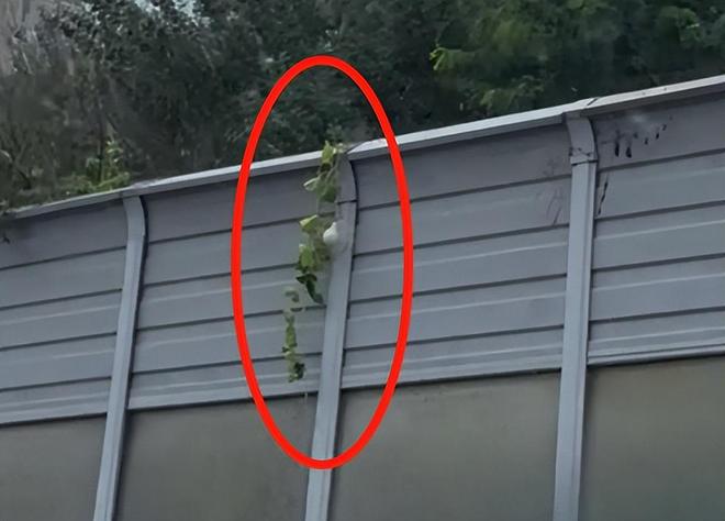 摘葫芦男“社会性死亡”:处罚曝光婚礼取消脸面和幸福都没了(图23)