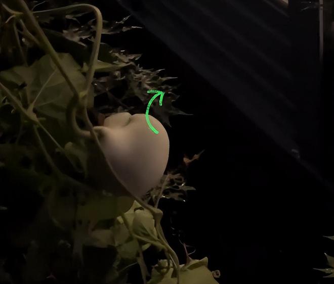 摘葫芦男“社会性死亡”:处罚曝光婚礼取消脸面和幸福都没了(图22)