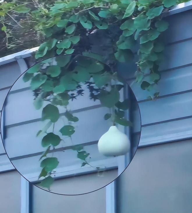 摘葫芦男“社会性死亡”:处罚曝光婚礼取消脸面和幸福都没了(图25)