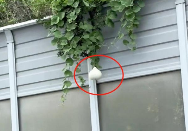 沈阳“高架网红葫芦”到底被摘了：当事人致歉处罚也来了