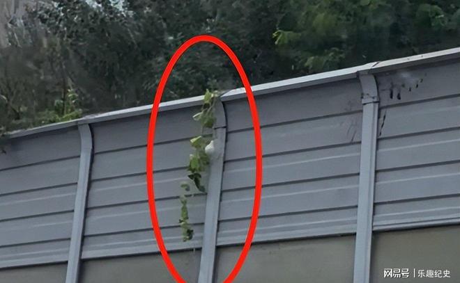 沈阳“葫芦男”社死了!处罚曝光婚礼取消虽道歉仍不能平民愤(图12)