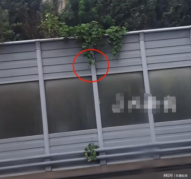 沈阳“葫芦男”社死了!处罚曝光婚礼取消虽道歉仍不能平民愤(图6)