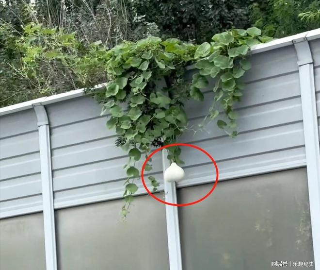 沈阳“葫芦男”社死了!处罚曝光婚礼取消虽道歉仍不能平民愤(图3)