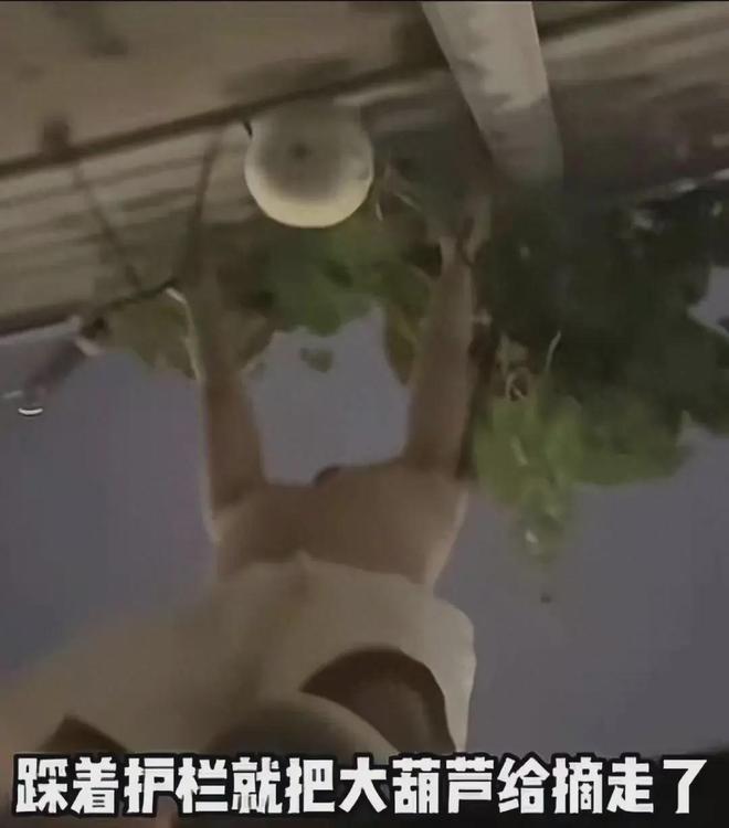 沈阳二环葫芦又回来了!偷摘者亏大了:罚款扣分连婚礼都黄了(图4)