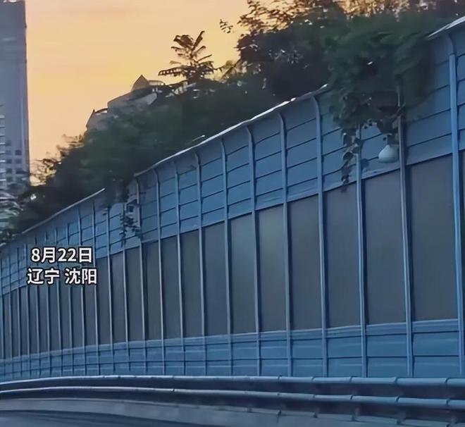 沈阳二环葫芦又回来了!偷摘者亏大了:罚款扣分连婚礼都黄了(图2)