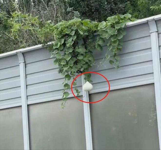 沈阳二环葫芦又回来了！偷摘者亏大了：罚款扣分连婚礼都黄了