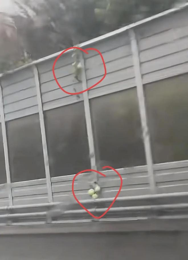 沈阳二环葫芦又回来了!偷摘者亏大了:罚款扣分连婚礼都黄了(图13)