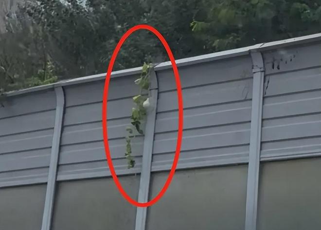 沈阳二环葫芦又回来了!偷摘者亏大了:罚款扣分连婚礼都黄了(图14)