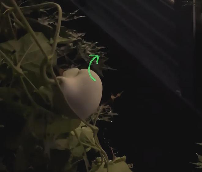 沈阳二环葫芦又回来了!偷摘者亏大了:罚款扣分连婚礼都黄了(图12)