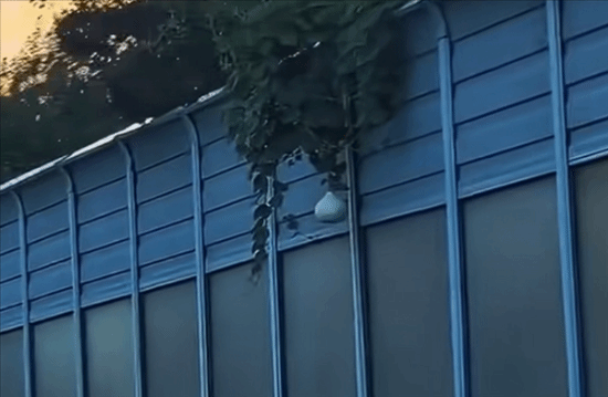 沈阳二环高架葫芦丢失事件当事人道歉：被记9分