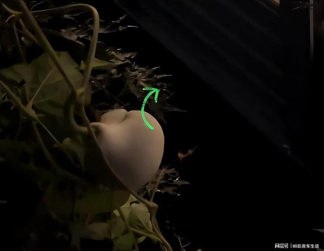 惨！沈阳“摘葫芦”男公开道歉原定婚礼取消因违停被扣分罚款(图10)