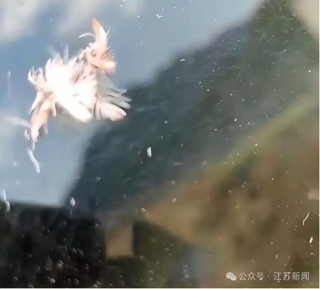 南京一大桥玻璃墙频现撞鸟事件市民希望能贴上鸟类防撞贴纸(图3)