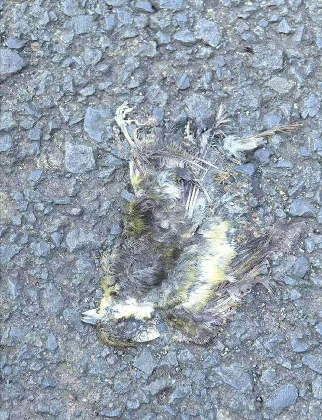 原因查明！小鸟频频撞死在南京一大桥玻璃墙背后原是人类惹的祸