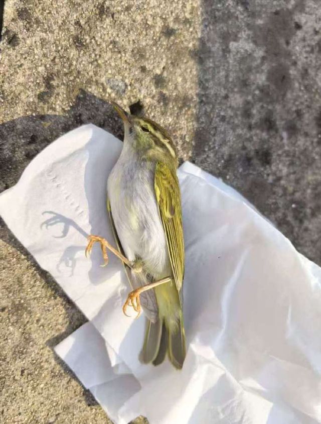 原因查明！小鸟频频撞死在南京一大桥玻璃墙背后原是人类惹的祸(图2)