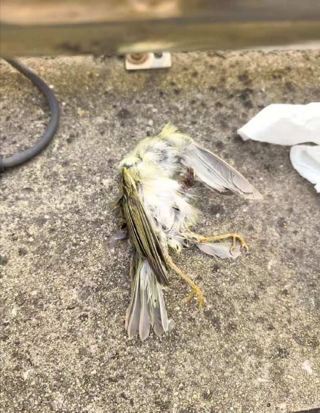 原因查明！小鸟频频撞死在南京一大桥玻璃墙背后原是人类惹的祸(图4)