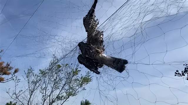 原因查明！小鸟频频撞死在南京一大桥玻璃墙背后原是人类惹的祸(图6)