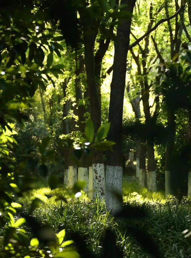 聚焦中鹰黑森林售楼处发布:中鹰黑森林以品质铸就传奇!(图6)