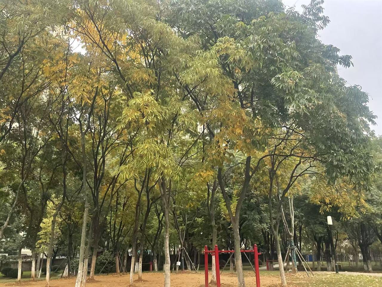 划定文体活动区域与时段多次劝导仍严重扰民可公示！一套组合拳为武汉公园降噪静音