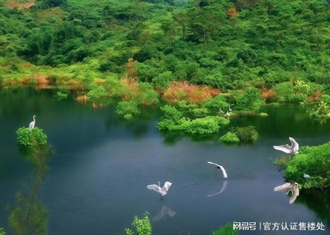 2025购房攻略-龙岗现房-阳光香格里楼盘详情价格信息户型解析！(图10)