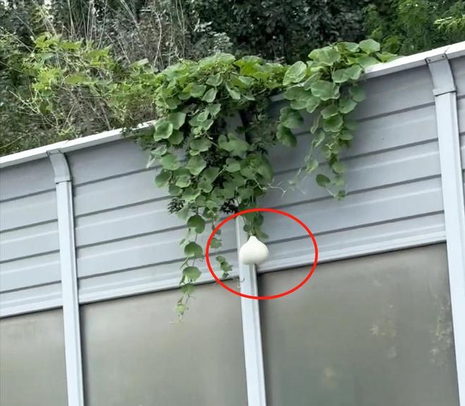 沈阳人把葫芦当宝贝他却拿绳子摘走发结果社会性死亡(图3)