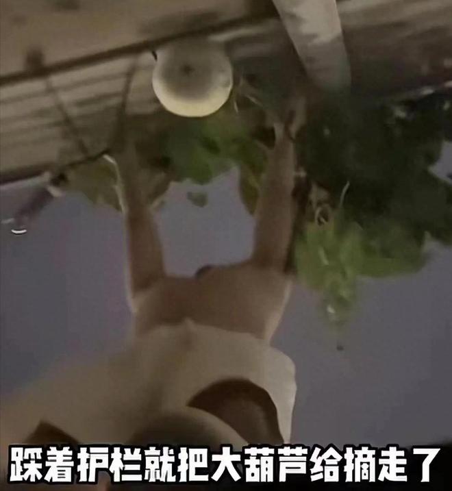 沈阳人把葫芦当宝贝他却拿绳子摘走发结果社会性死亡(图5)