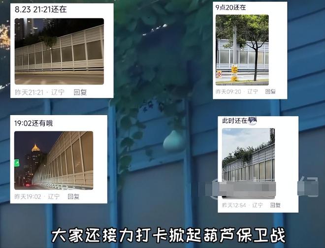 沈阳人把葫芦当宝贝他却拿绳子摘走发结果社会性死亡(图4)