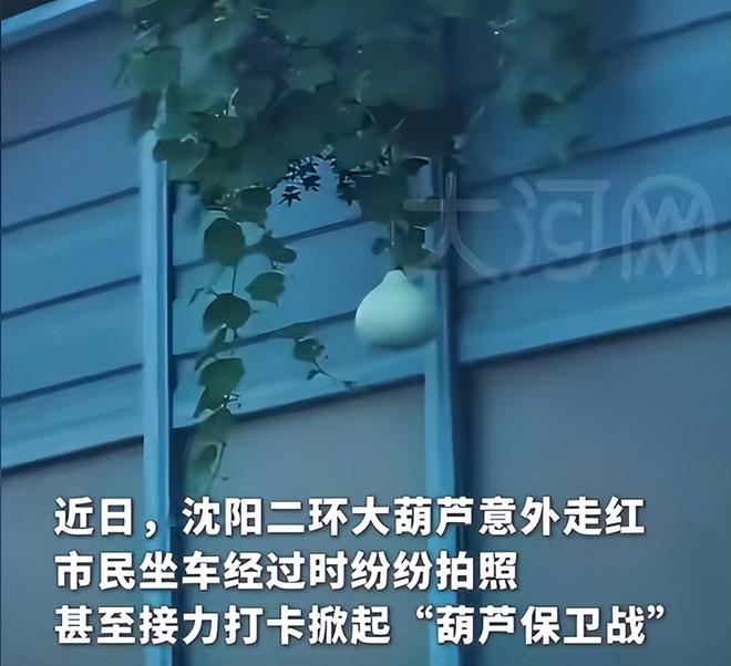 沈阳人把葫芦当宝贝他却拿绳子摘走发结果社会性死亡(图2)