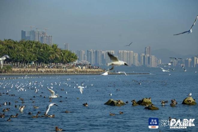 深圳两次“拒绝”网友建议为何评论区却一致点赞？(图2)